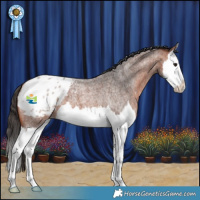 Horse Color:Bay Roan Splash Appaloosa 