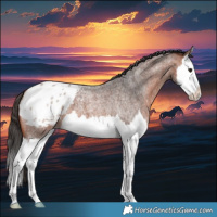 Horse Color:Bay Roan Splash Appaloosa 