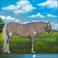 Horse Color:White Spotted Silver Grullo Tobiano Appaloosa 
