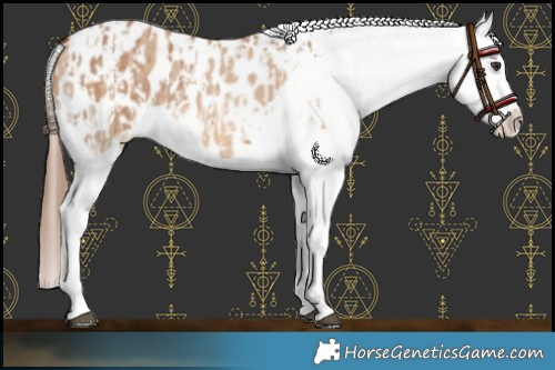 Horse Color:Red Dun Blanket  and Red Dun Tobiano Blanket 