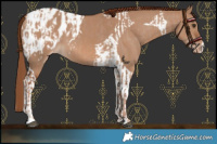 Horse Color:Red Dun Appaloosa  and Red Dun Tobiano Appaloosa 