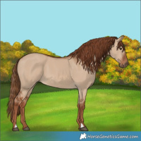 Horse Color:Red Dun 