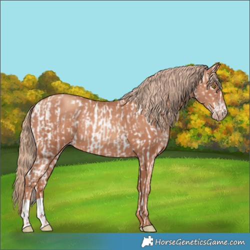 Horse Color:Gold Champagne Appaloosa and Gold Champagne