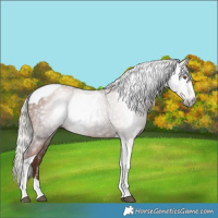 Horse Color:Gray Silver Black Pearl Tobiano 