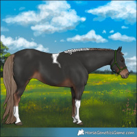 Horse Color:Liver Chestnut Tobiano 