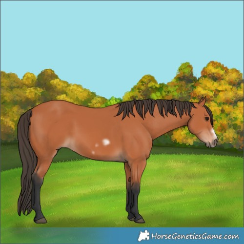 Horse Color:Bay Frame 