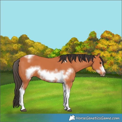 Horse Color:Bay Tobiano Frame 
