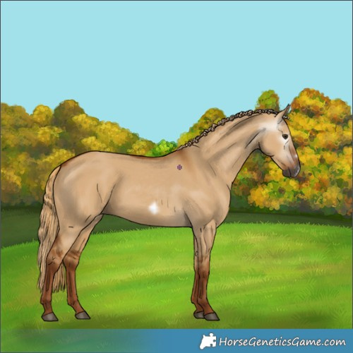 Horse Color:Gray Red Dun Frame