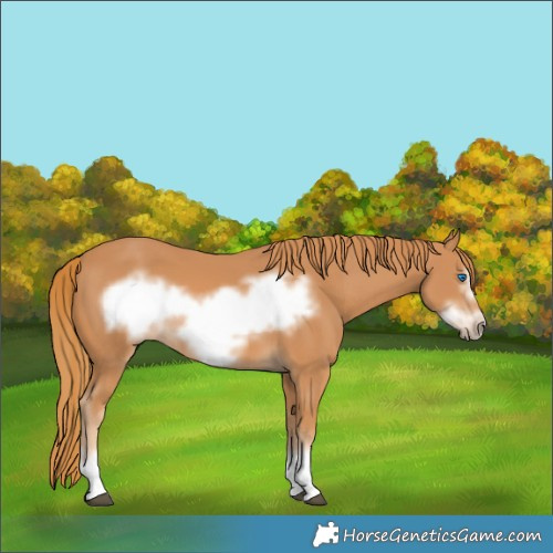 Horse Color:Chestnut Frame