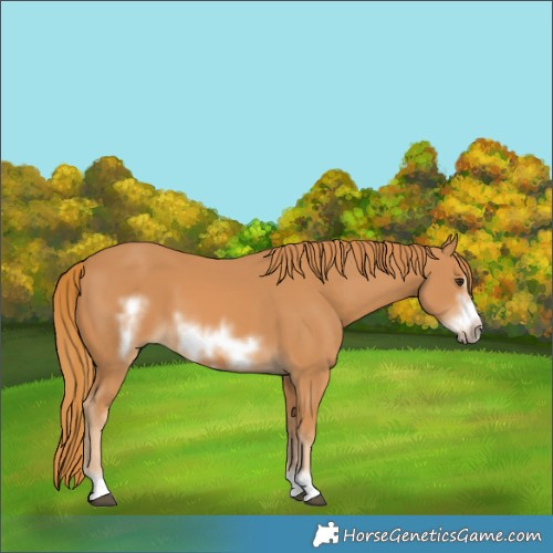 Horse Color:Chestnut Frame 
