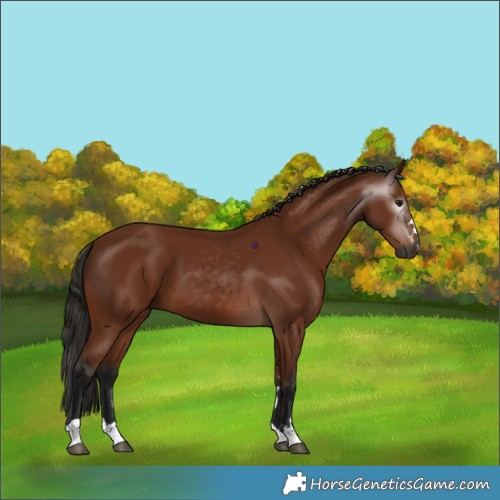 Horse Color:Gray Bay 