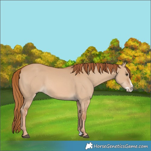 Horse Color:Red Dun Splash 