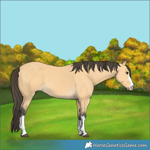 Horse Color:Buckskin 