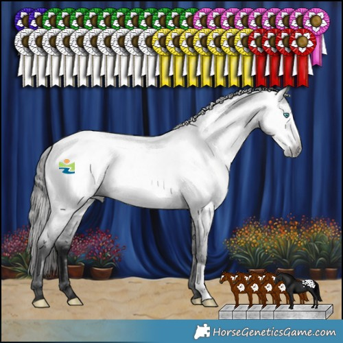 Horse Color:Gray Blue Roan Frame Appaloosa