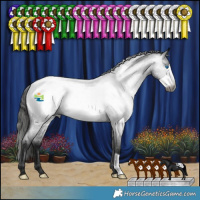 Horse Color:Gray Blue Roan Frame Appaloosa 