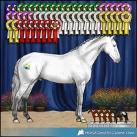 Horse Color:Gray Blue Roan Frame Appaloosa 