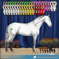 Horse Color:Gray Blue Roan Frame Appaloosa