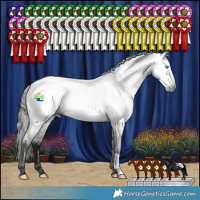 Horse Color:Gray Blue Roan Frame Appaloosa 