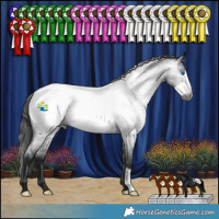 Horse Color:Gray Blue Roan Frame Appaloosa 