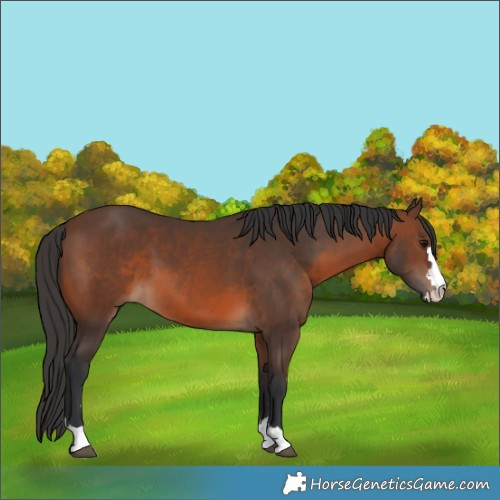 Horse Color:Brown 