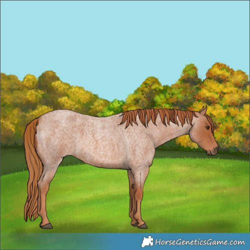 Horse Color:Red Roan