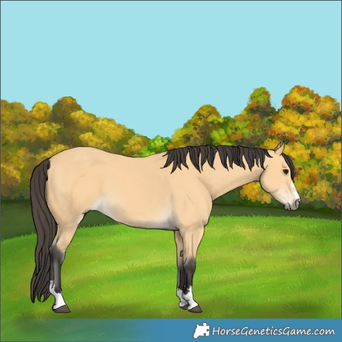 Horse Color:Buckskin 