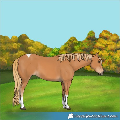 Horse Color:Chestnut Tobiano