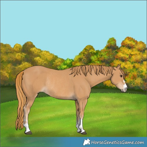 Horse Color:Chestnut Rabicano 