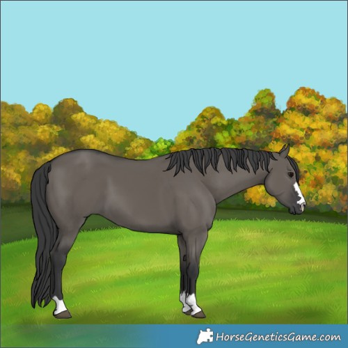 Horse Color:Grullo 