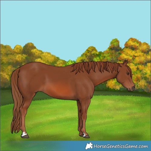 Horse Color:Chestnut 