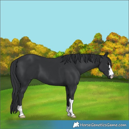 Horse Color:Black 