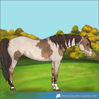 Horse Color:Brown Dun  and Sable Champagne Dun 