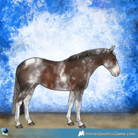 Horse Color:White Spotted Liver Chestnut Tobiano Rabicano 