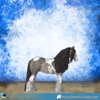Horse Color:Buckskin Sabino Tobiano Rabicano