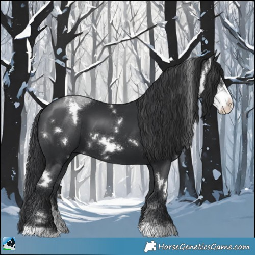 Horse Color:White Spotted Black Sabino 