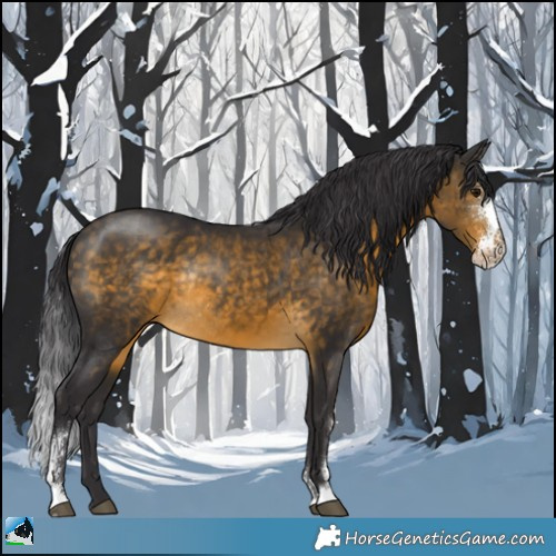 Horse Color:Buckskin Sabino Rabicano 