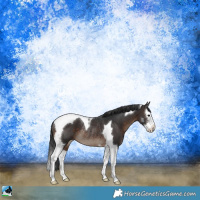 Horse Color:Brown Sabino Splash Tobiano Rabicano
