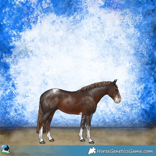Horse Color:Liver Chestnut Sabino Tobiano Rabicano 