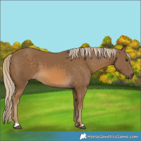 Horse Color:Chocolate Palomino 