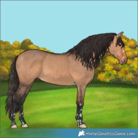 Horse Color:Bay Dun  and Bay Dun 