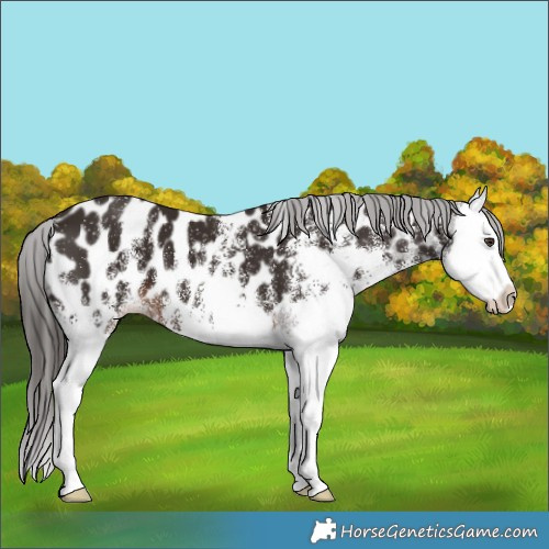 Horse Color:White Spotted Liver Chestnut Splash Appaloosa 