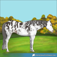 Horse Color:White Spotted Liver Chestnut Splash Appaloosa 