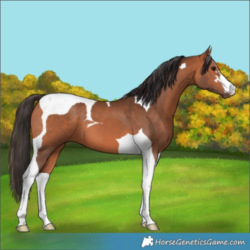 Horse Color:Bay Tobiano 