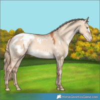 Horse Color:White Spotted Gold Champagne Dun Appaloosa