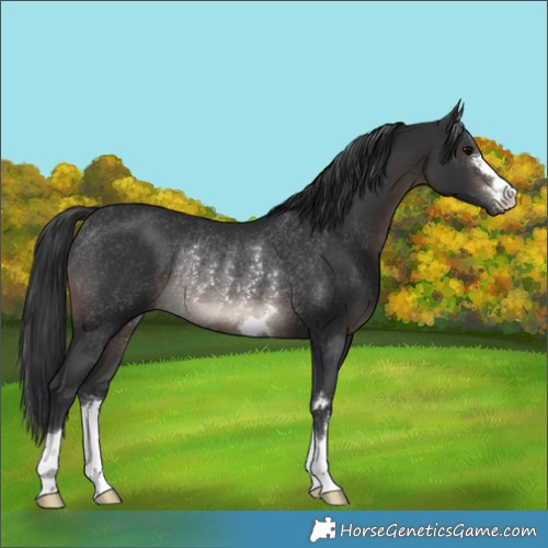 Horse Color:Brown Rabicano 