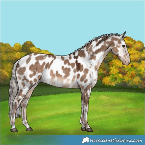 Horse Color:White Spotted Liver Red Dun Appaloosa 