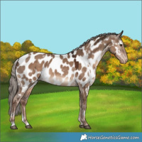 Horse Color:White Spotted Liver Red Dun Appaloosa 