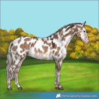 Horse Color:White Spotted Liver Red Dun Appaloosa 