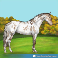 Horse Color:White Spotted Liver Red Dun Appaloosa 