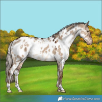 Horse Color:White Spotted Liver Red Dun Appaloosa 